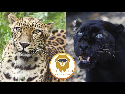 Big Cat Facts: Leopards 3D 180VR 