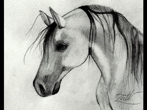 desenhando #cavalos🐴 #cavalocrioulo #cavalosdotiktok #desenho #artis