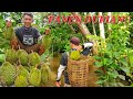 SAMBIL PERGI MANCING, LIHAT DURIAN KEBUN BERBUAH AUTO PANEN BUAH DURIAN