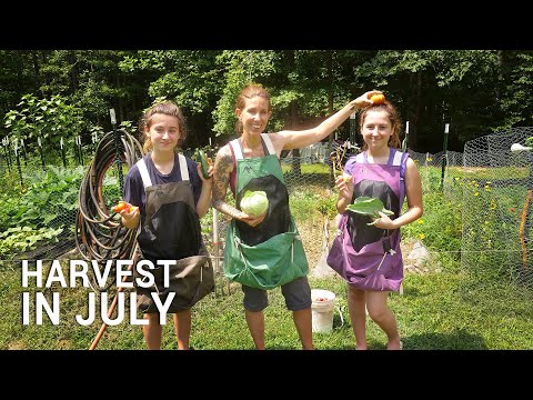 فيديو: هل يمكنك زراعة حصادات كارولينا في المملكة المتحدة؟