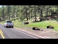 🔴 ГРОЗНЫЙ ПАПАША БИЗОН 🔴 Buffalo family South Dakota USA Vanlife solo traveler 22.06.2022