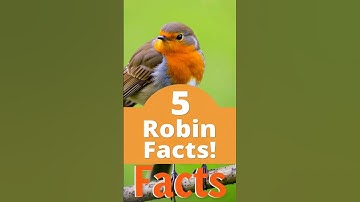 5 Amazing Facts About the American Robin | Nature’s Morning Singer @5veFacts
