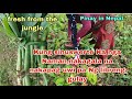 Kung sinuswerte Ka nga Naman,nakagala na nakapag uwi pa Ng libreng gulay fresh from the jungle!