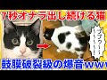 【2ch動物スレ】7秒間オナラを出し続けるヌコ→爆音がうるさすぎてヤバいwwwww