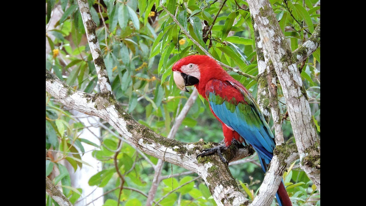 Amazonas Doku Amazonas Doku
