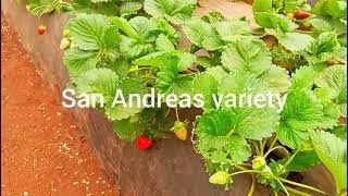 The New Strawberry Variety called The San Andrea Variety; its benefits