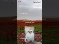 تنشر لأول مره الفنان بطي فهد البذالي اسمك بقلبي ماكتبته بقرطاس