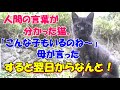 #126【猫の不思議な話】人間の言葉が分かった猫 うちの庭に来る野良猫が普通と違う気がする そしてその猫を見かけると・・
