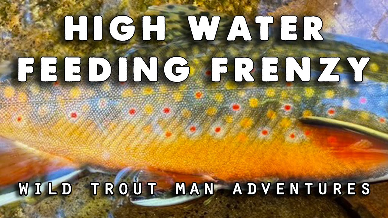 Amazing Native Brook Trout Feeding Frenzy