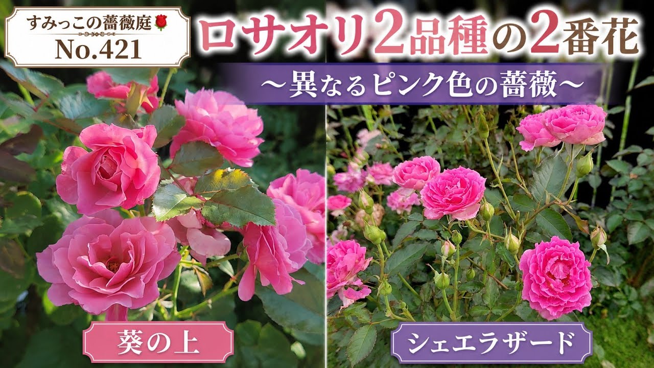 ロサオリエンティス2品種の2番花～異なるピンク色の薔薇～（すみっこの