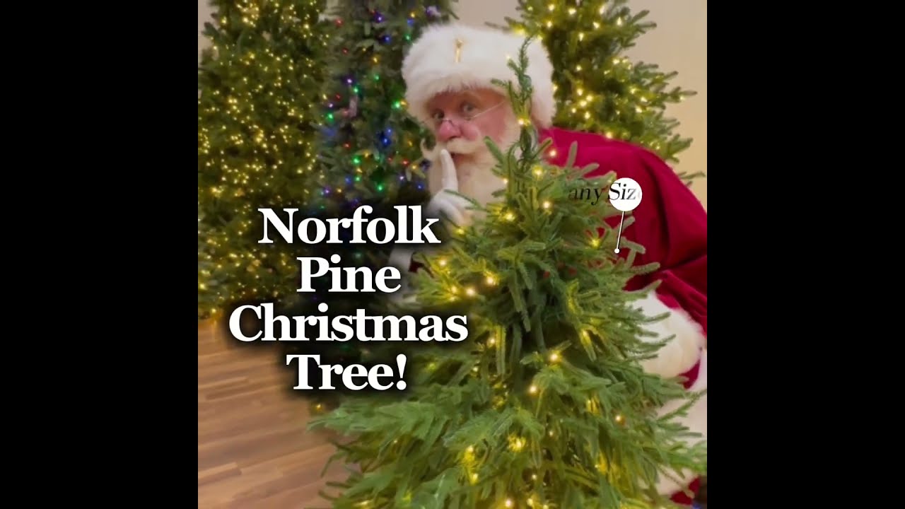 Santa Couldn T Resist A Peek At Our Viral Pre Lit Norfolk Pine 