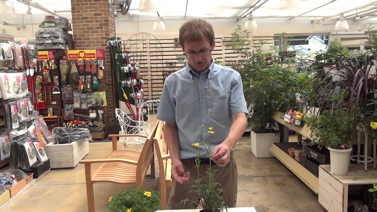 How to Grow and Care Bidens