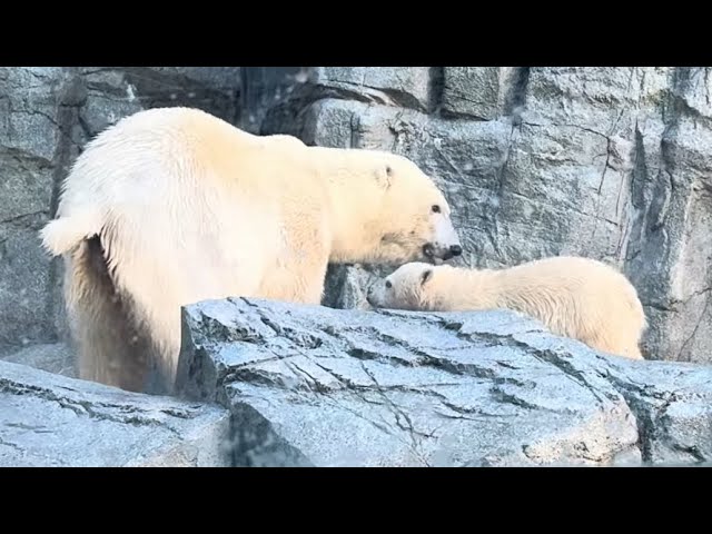 ママ～ママ～とついて歩くモモ太くん ホッキョクグマ 男鹿水族館GAO