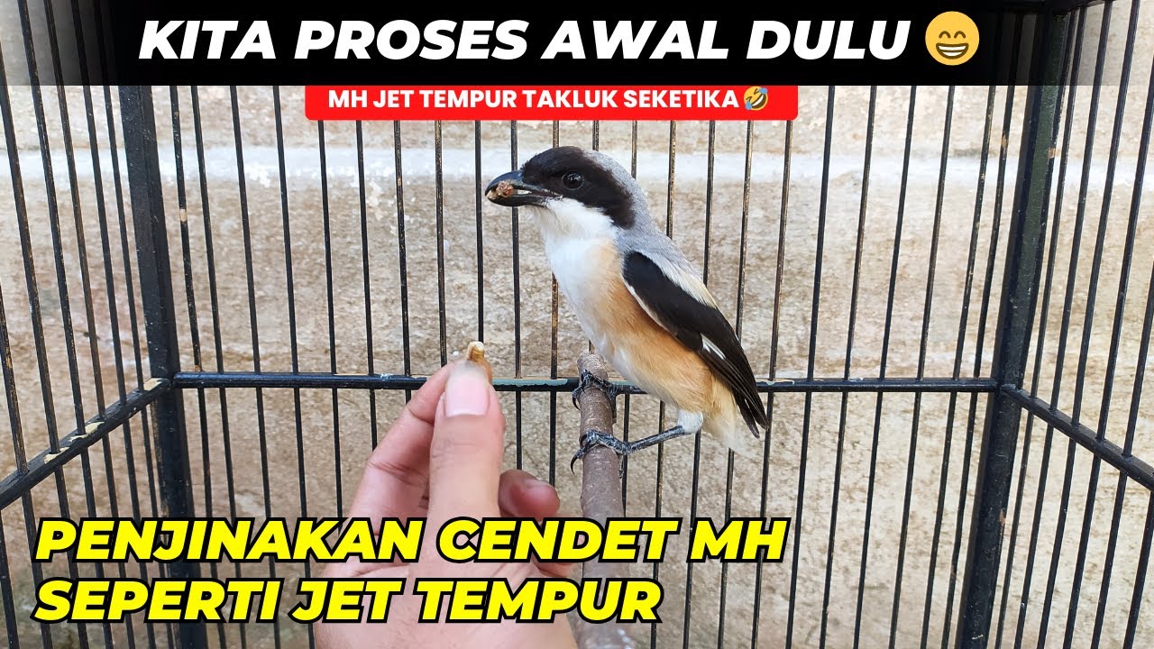 UPDATE CENDET MH HASIL OMBYOKAN❗BEGINI PROSES PENJINAKANYA AGAR CEPAT MAPAN 😁