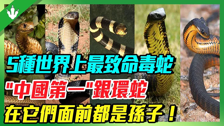 致死率100%的5種致命毒蛇！毒性是眼鏡王蛇的100倍！“中國第一”銀環蛇連弟弟都算不上？ - 天天要聞