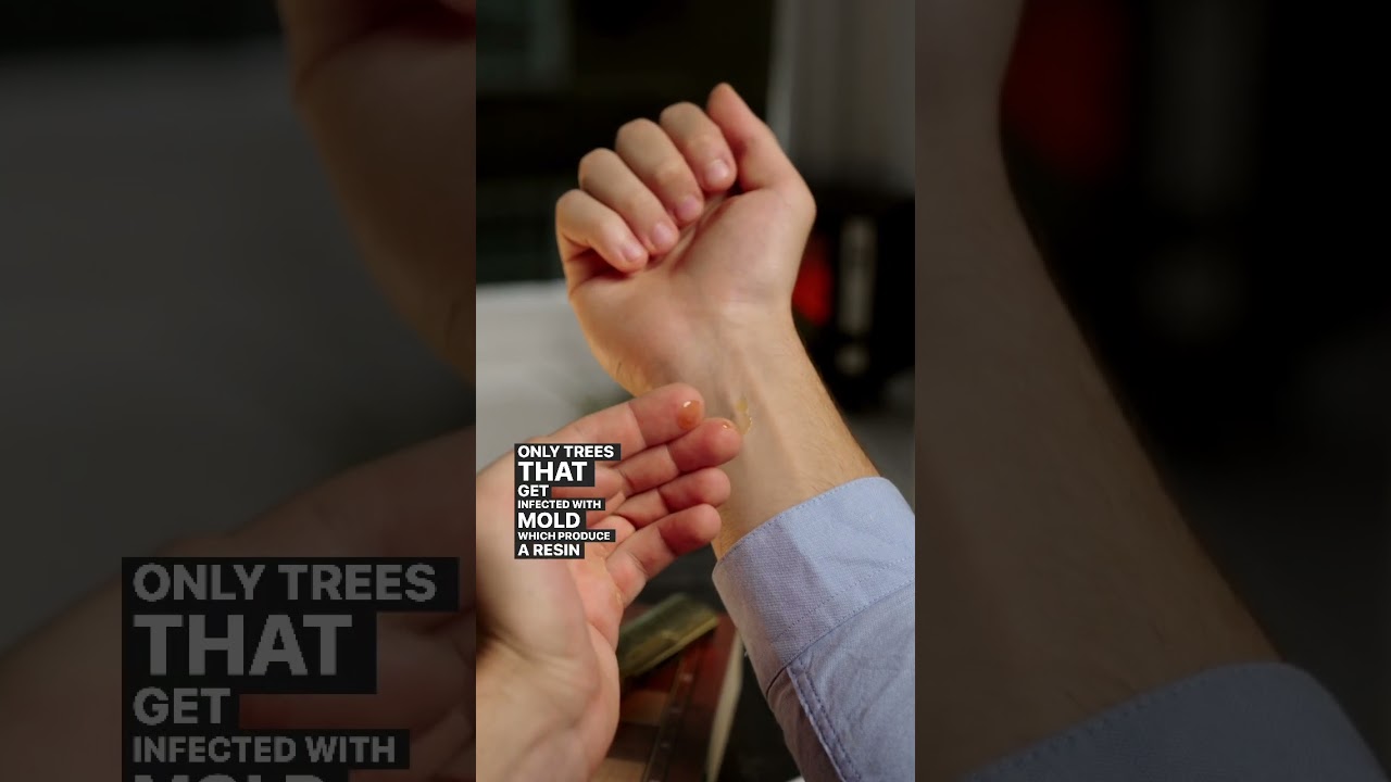 Why is oud more expensive than gold?