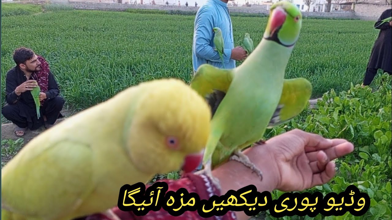 My parrots full feeding mood#parrot #talkingparot #birds #nonstoptalkingparrot #azharparrot 