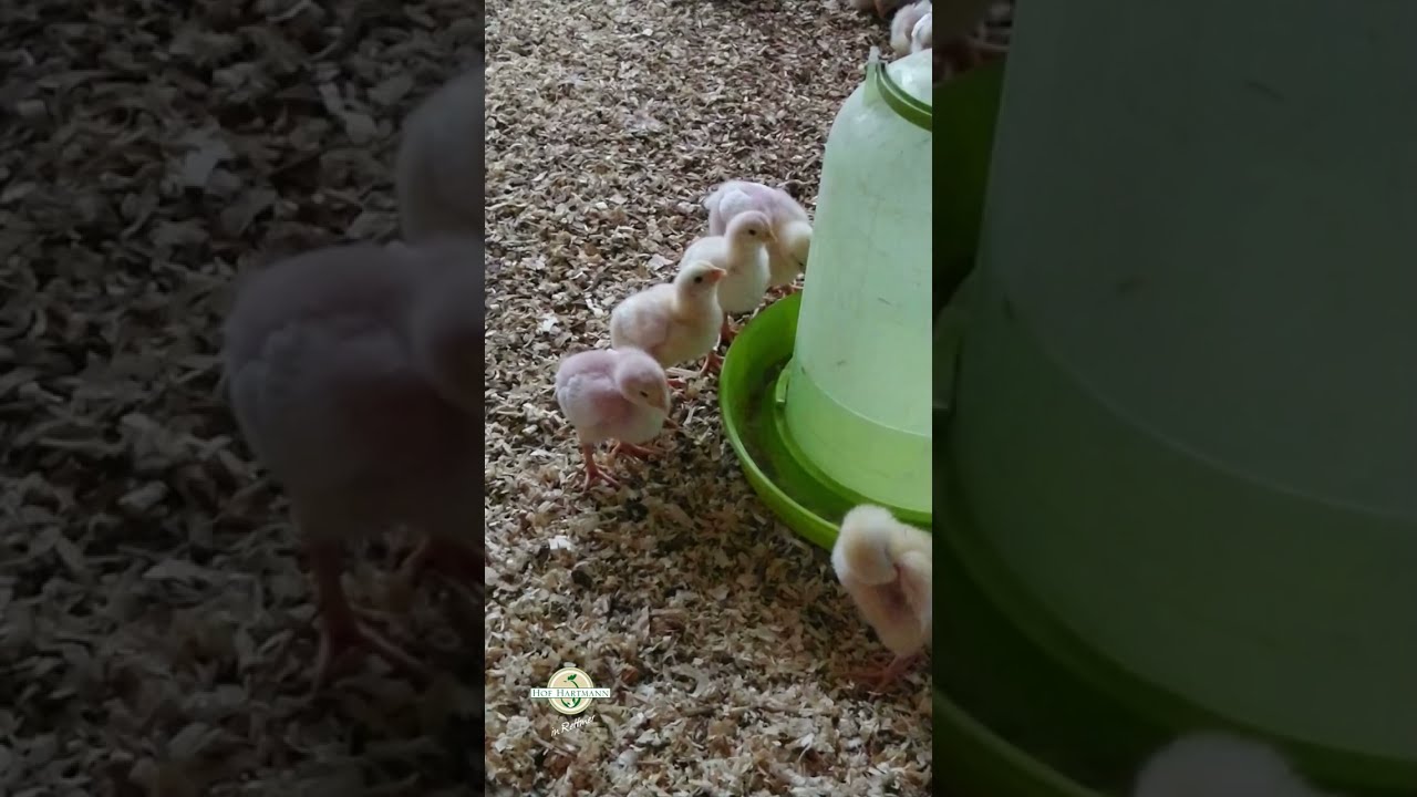 Die erste PIEPshow in 2023