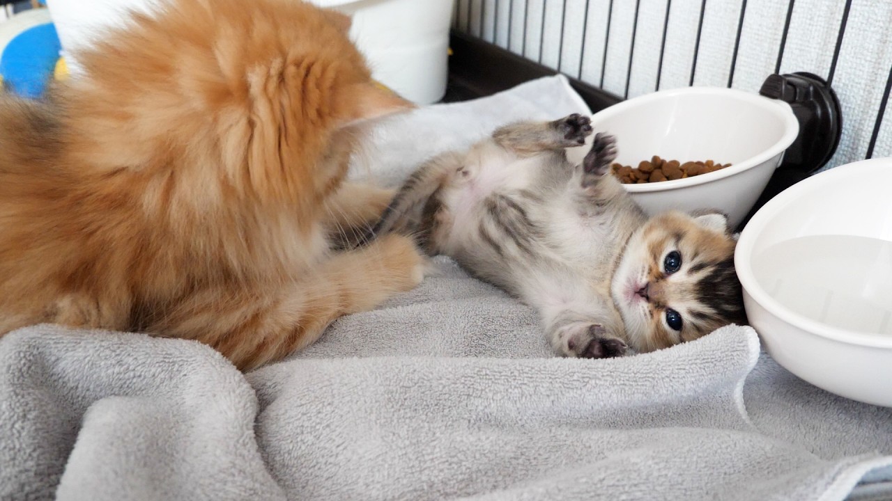 Here's a kitten that just can't resist teasing this cute little