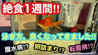金魚 絶食1週間 治療中のりゅうちゃん 良くなってきました 腹水病 卵詰まり 転覆病 Youtube 金魚 絶食1週間 治療中のりゅうちゃん 良くなってきました 腹水病 卵詰まり 転覆病 Youtube