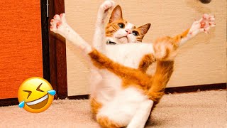 Best Animal Videos 2024 😂 - Funniest Dogs 🐶 And Cats 😺 Moments by Funny Animals' Life 7,075 views 2 weeks ago 11 minutes, 49 seconds