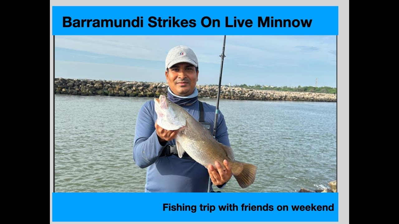 Barramundi stikes on live minnow | Weekend fishing trip with friends.