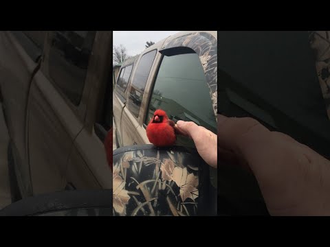 Red Cardinal Bird Comes to Visit || ViralHog