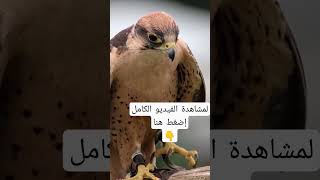 الصقر الوكري / من سلسلة أنواع الصقور