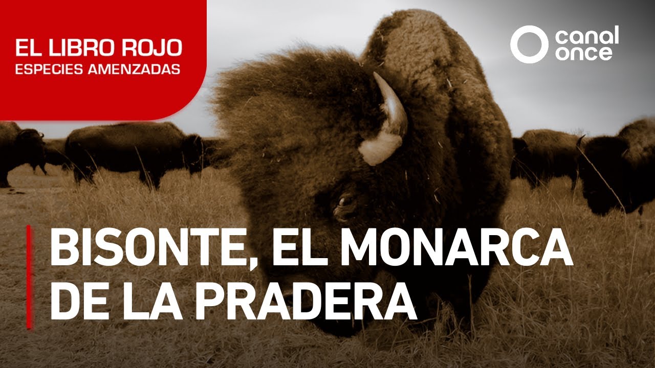 El libro rojo, Especies amenazadas - Bisonte, el monarca de la pradera