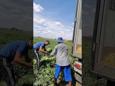 Арбуз поливной