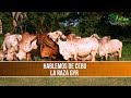 Caracteristicas de la Raza Gyr - TvAgro por Juan Gonzalo Angel Restrepo