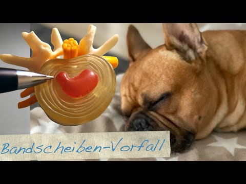 Video: Bandscheibenentzündung Bei Hunden