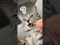 指ちゅぱ中に予想外の事をされ完全にフリーズする猫 #shorts #猫 #cat