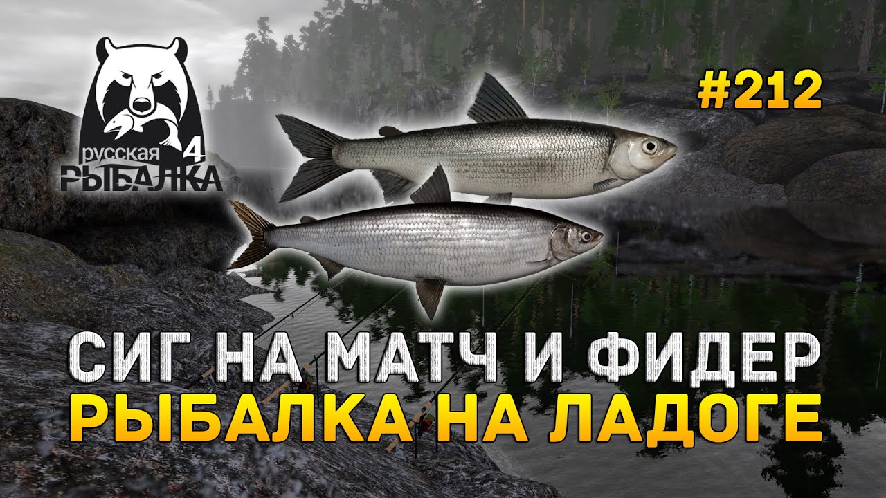 рыбалка на фидер на ладоге