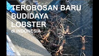 Budidaya Lobster di BBPBL Lampung | Lobster Farming in Lampung
