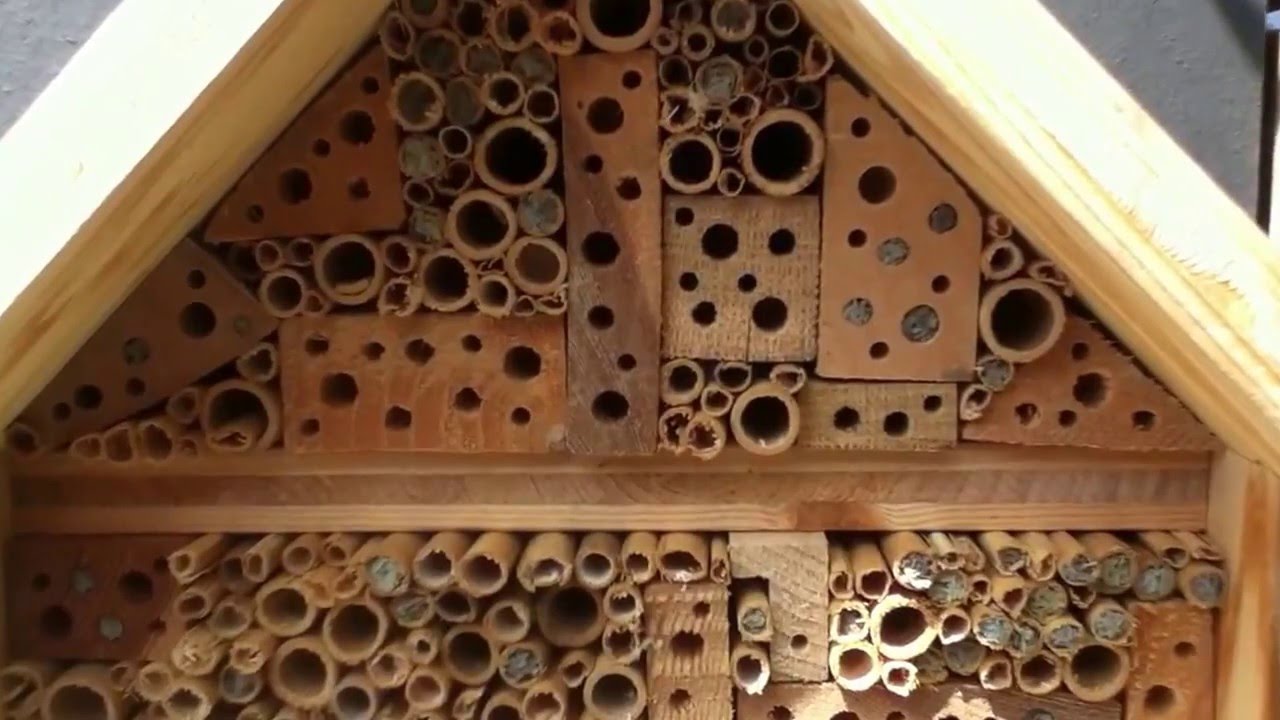 Wildbienen - Hotel   Mai 2015