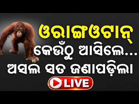 🔴Live | ଓରାଙ୍ଗଓଟାନ...ସତ ଜଣାପଡ଼ିଲା | Balasore Orangutan Rescue | Black Thar | Argus News