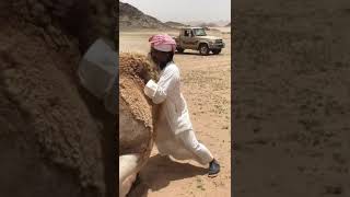 Араб помогает верблюду спариваться
