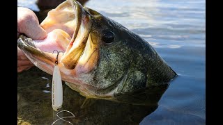 Summer topwater walking bait choices with BASS elite pro Cole Sands