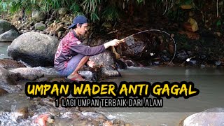 Umpan mancing wader Anti gagal | 1 lagi yang terbaik dari alam Umpan mancing wader Anti gagal | 1 lagi yang terbaik dari alam