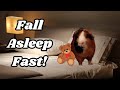 10 hours of guinea pig asmr