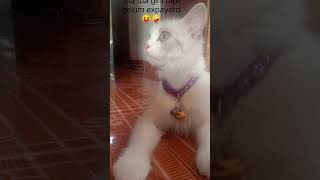 Body Gue Mantul Mantul