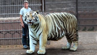 20 Of The World's Largest Pets That People Actually Own