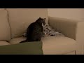 猫が夜中にひとりで何かしてるので見に行ってみたら…