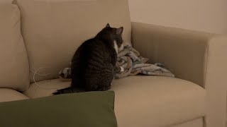 猫が夜中にひとりで何かしてるので見に行ってみたら…