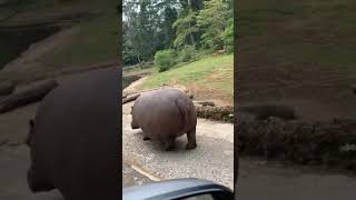 Traffic Hippo 🚦 🦛♥️