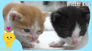 Kittens Rescued On The Verge Of Death Next To Deceased Mother (Part 1) | Kritter Klub