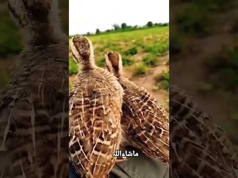 دیسی تیتر کے بچے        تیتر