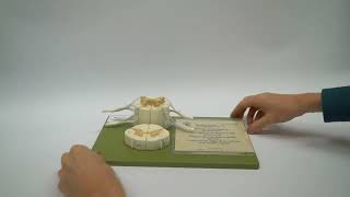 Rückenmark mit Nervenabzweigungen   |   Anatomische Modelle   |   Bibliothek Medizin
