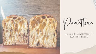 Part 3 | How to make Sourdough Panettone at Home